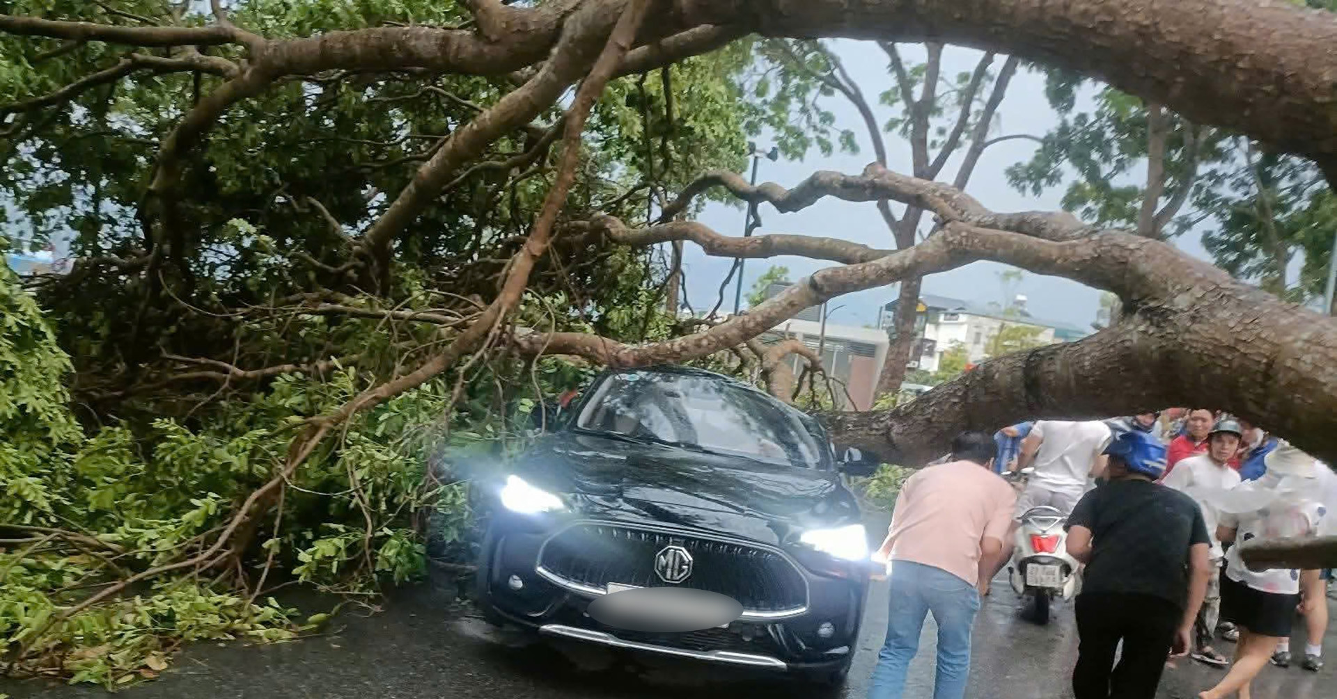 Mưa dông khiến cây cổ thụ bật gốc, đổ trúng ôtô đang lưu thông ở Lào Cai