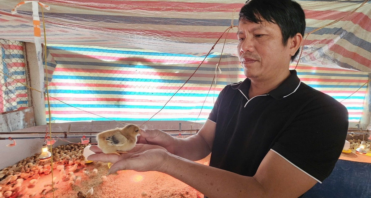 Chủ nông trại gác lại bằng bác sĩ thú y, thu gần 9 tỷ đồng/năm từ lai tạo loài bản địa