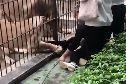  Bé gái 10 tuổi bị sư tử vồ tại vườn thú, du khách hoảng loạn 