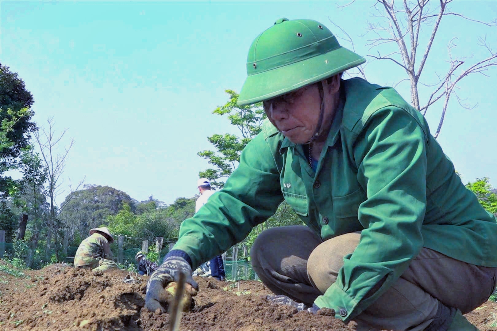 Lão nông ở Măng Đen trở thành triệu phú nhờ cây rau xứ lạnh