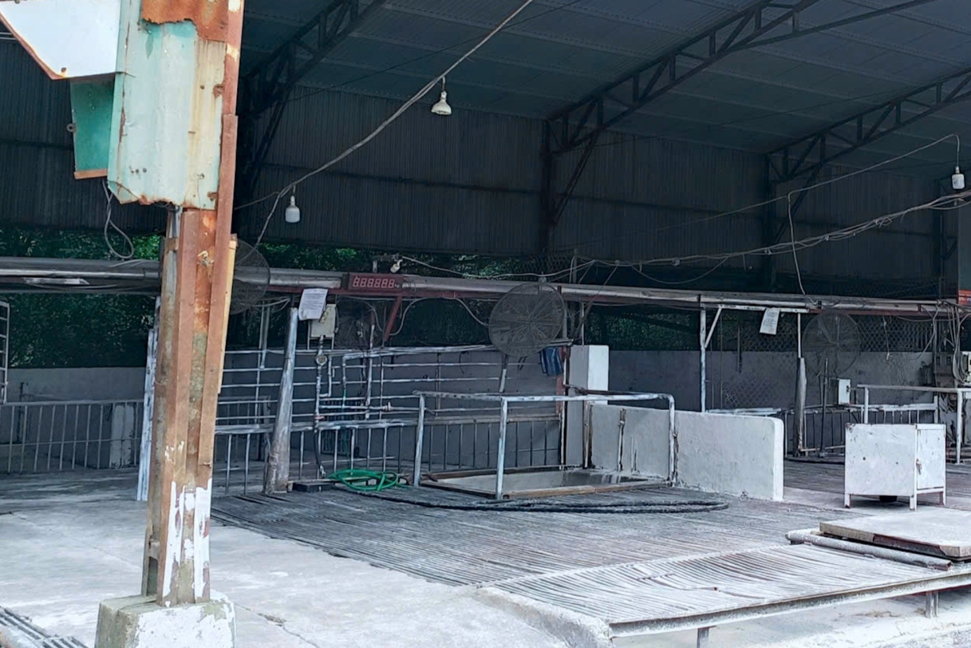  Vụ tiêu thụ hàng nghìn con lợn bệnh ở Hà Nội: Mục sở thị lò mổ không biển hiệu 