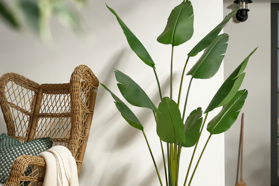 Loài cây như ‘lá chắn xanh’ mang tài lộc vào nhà, vừa đẹp sang vừa dễ trồng