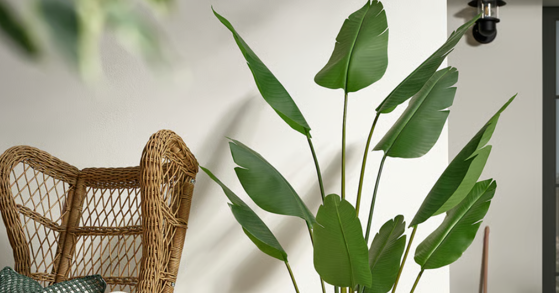 Loài cây như ‘Lá chắn xanh’ mang tài lộc vào nhà, vừa đẹp sang vừa dễ trồng