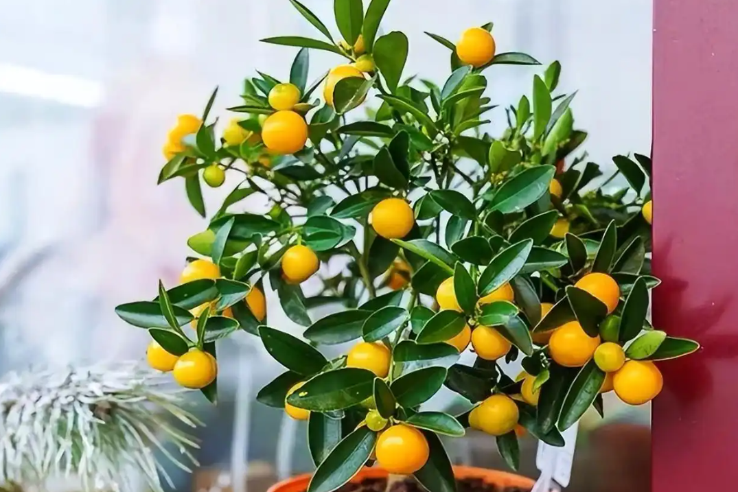 Phòng khách có 5 cây này, nhiều người tin kéo theo tài lộc, bình an và vận may