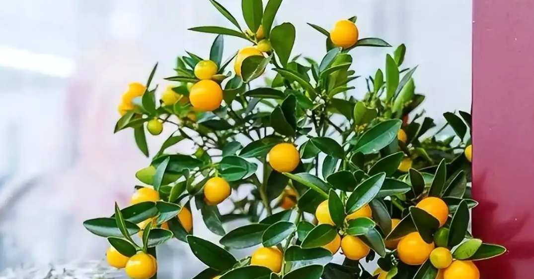 Phòng khách có 5 cây này, nhiều người tin kéo theo tài lộc, bình an và vận may