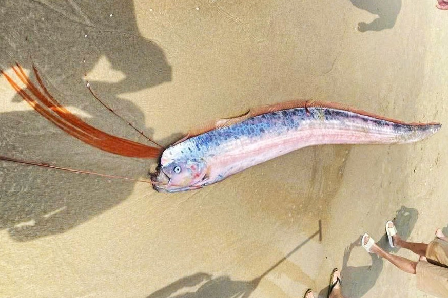 Cá hố rồng dạt vào bờ biển Đà Nẵng