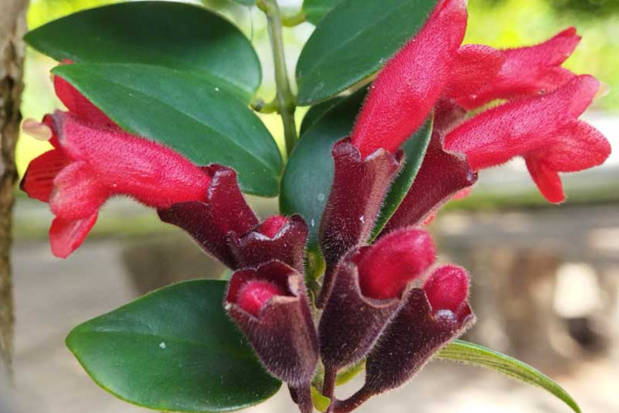 Loài cây treo đỏ rực ‘gây sốt’ giới căn hộ, vừa đẹp vừa mang ý nghĩa phát tài