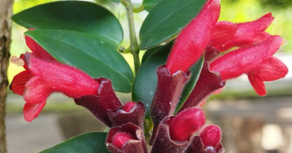 Loài cây treo đỏ rực ‘gây sốt’ giới căn hộ, vừa đẹp vừa mang ý nghĩa phát tài