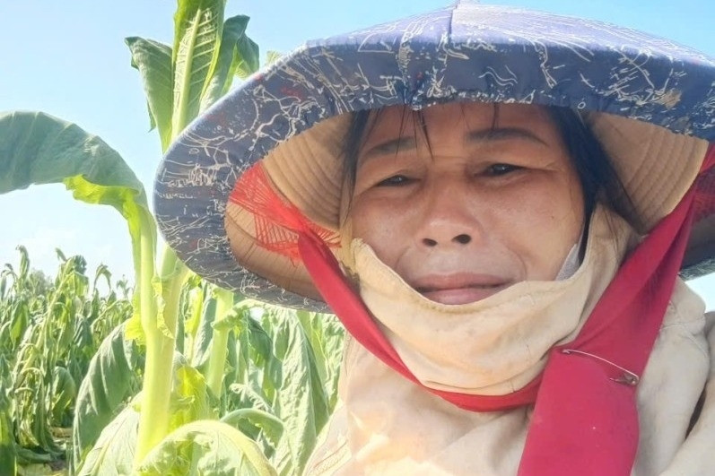 Người dân Gia Lai khóc nghẹn bên ruộng thuốc lá héo rũ do mưa trái mùa