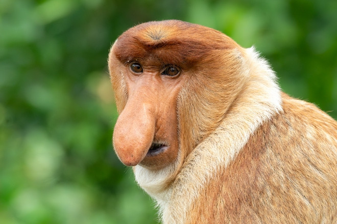 'Nhâm nhi' hoang dã ở hòn đảo lớn thứ ba thế giới