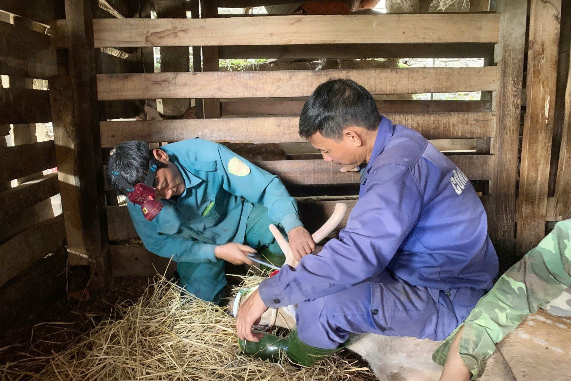 Vào vụ cưa sừng hươu, nông dân Hà Tĩnh thu về hơn 200 tỷ đồng