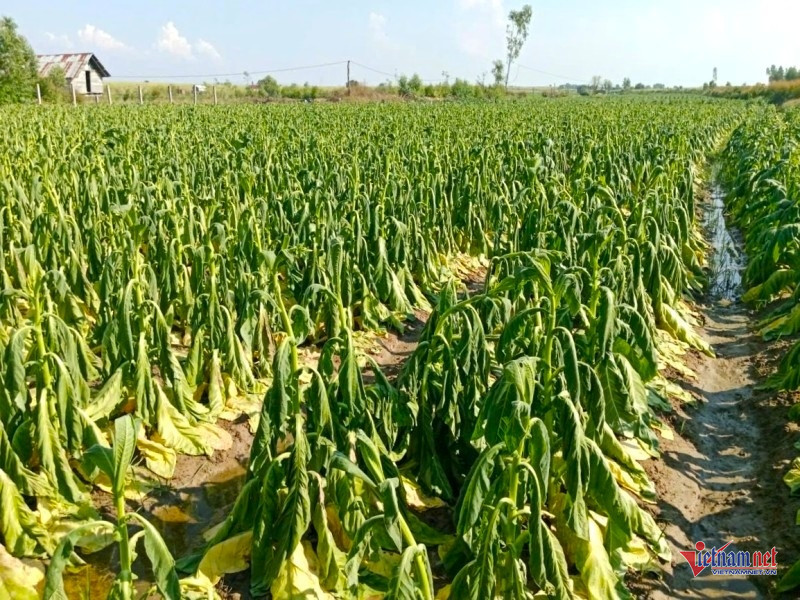 W-Thuốc lá héo rũ sau mưa trái mùa 1.jpg