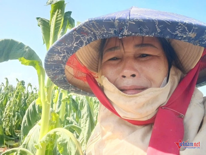 W-Thuốc lá héo rũ sau mưa trái mùa 2.jpg