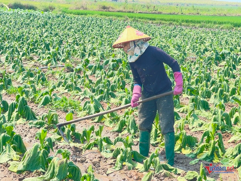 W-Thuốc lá héo rũ sau mưa trái mùa 3.jpg