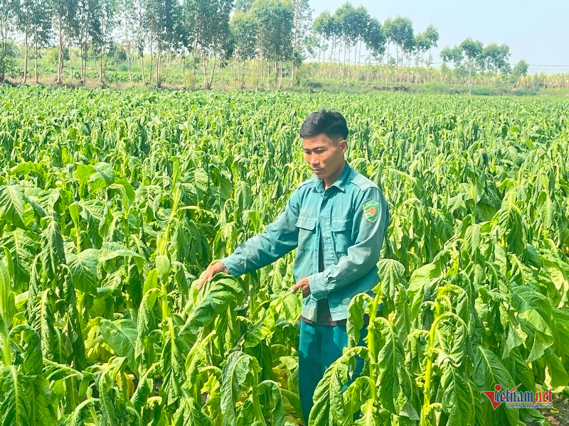 W-Thuốc lá héo rũ sau mưa trái mùa 4.jpg