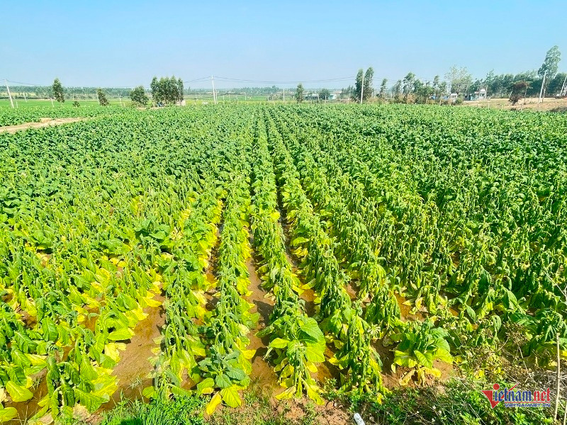 W-Thuốc lá héo rũ sau mưa trái mùa 5.jpg