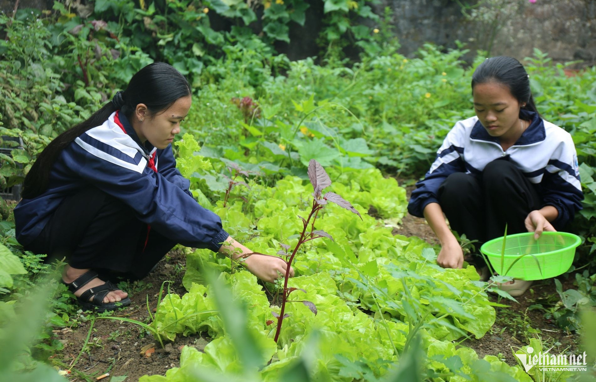 W-Từ khi mẹ mất, bà ngoại bị bại liệt đến nay, cuộc sống hai cháu Thu Hương và Thu Quỳnh bị đảo lộn hoàn toàn.JPG.jpg