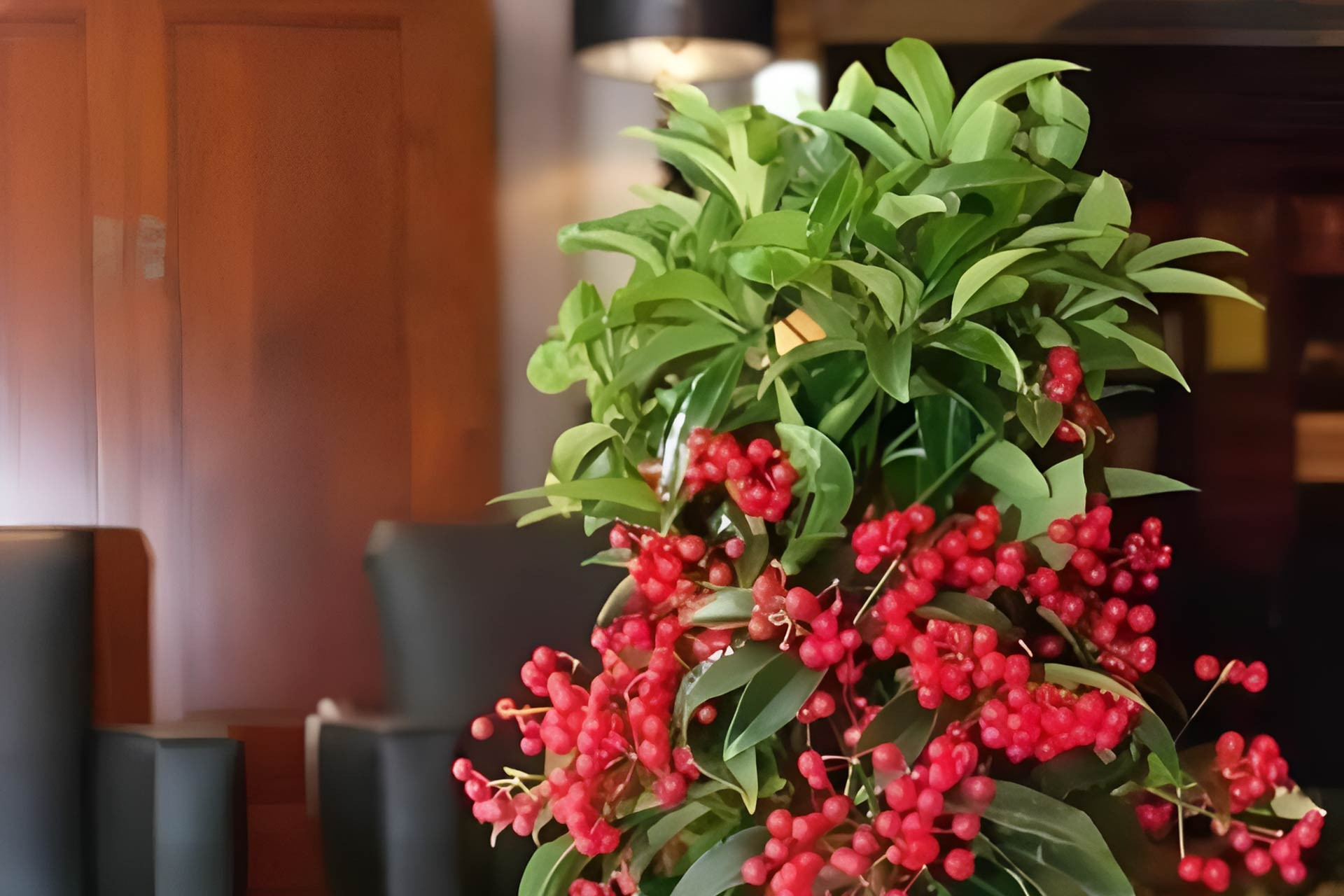 Nhóm cây ‘nghênh tài nạp phúc’, vừa đẹp nhà vừa chiêu tài ngày đầu năm