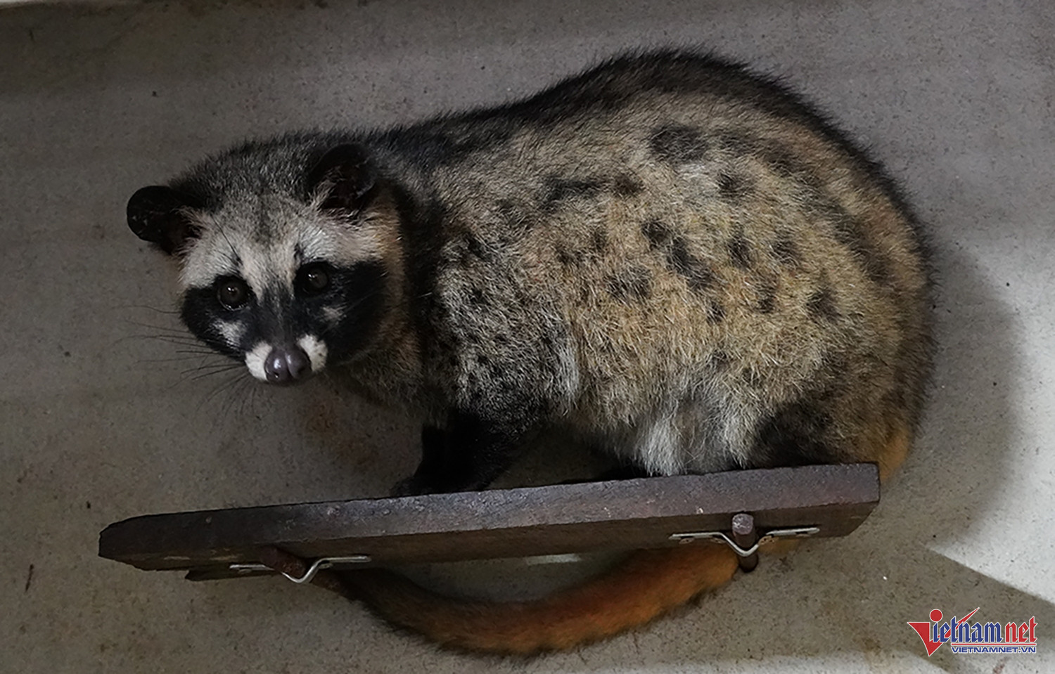 W-nuôi chồn 1.JPG.jpg