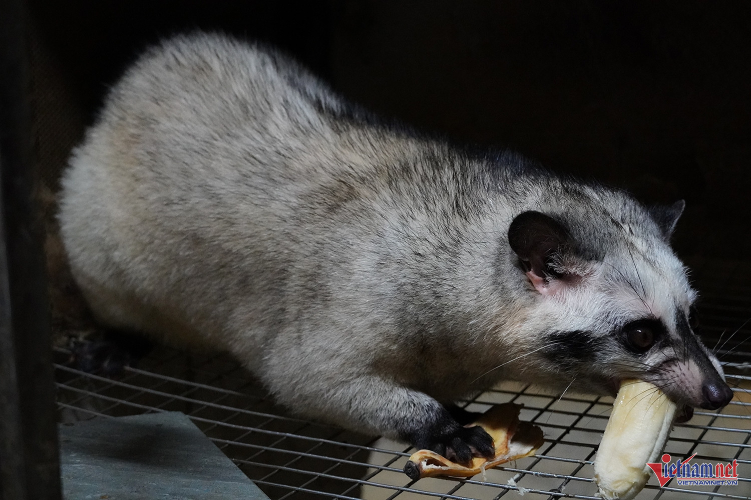 W-nuôi chồn 3.JPG.jpg