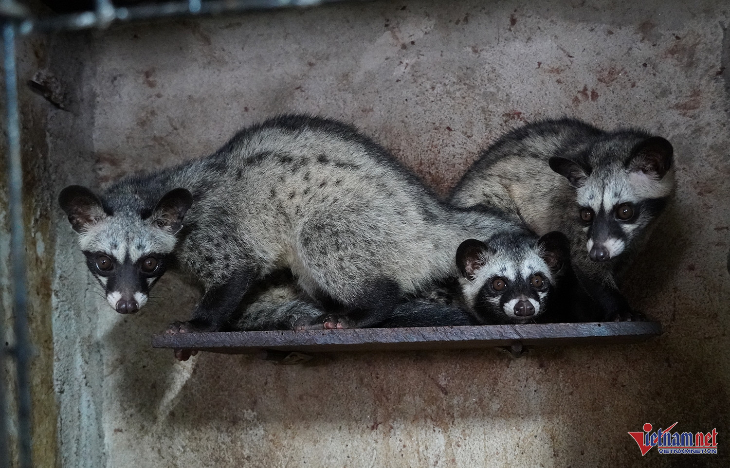 W-nuôi chồn 5.JPG.jpg