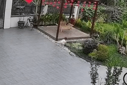 Bé gái ngã úp mặt xuống bể nước, anh trai phản ứng thần tốc cứu em