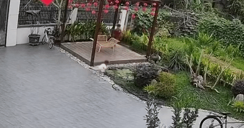 Bé gái ngã úp mặt xuống bể nước, anh trai phản ứng thần tốc cứu em