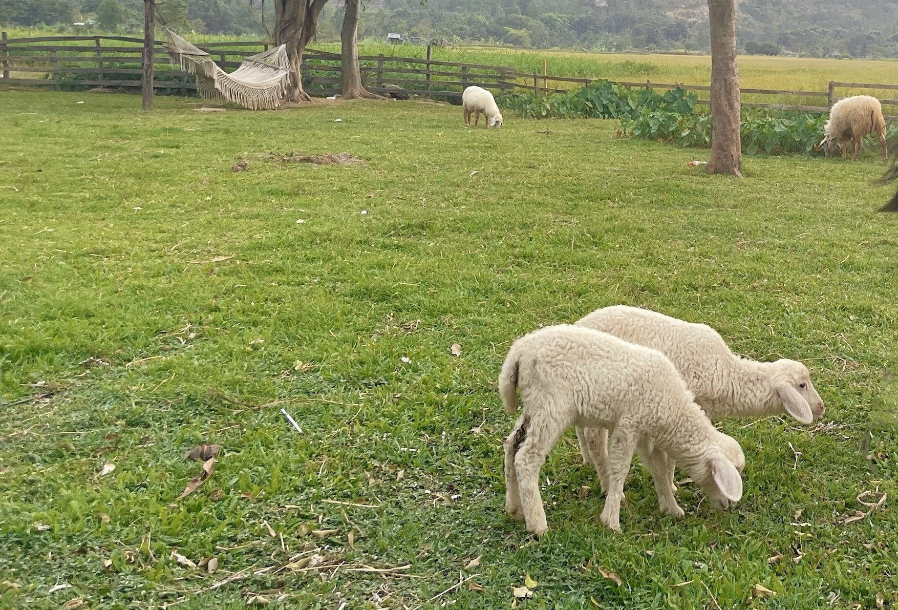 Bộ nói rõ việc cấp sổ đỏ cho đất được giao trái thẩm quyền, chưa xây nhà