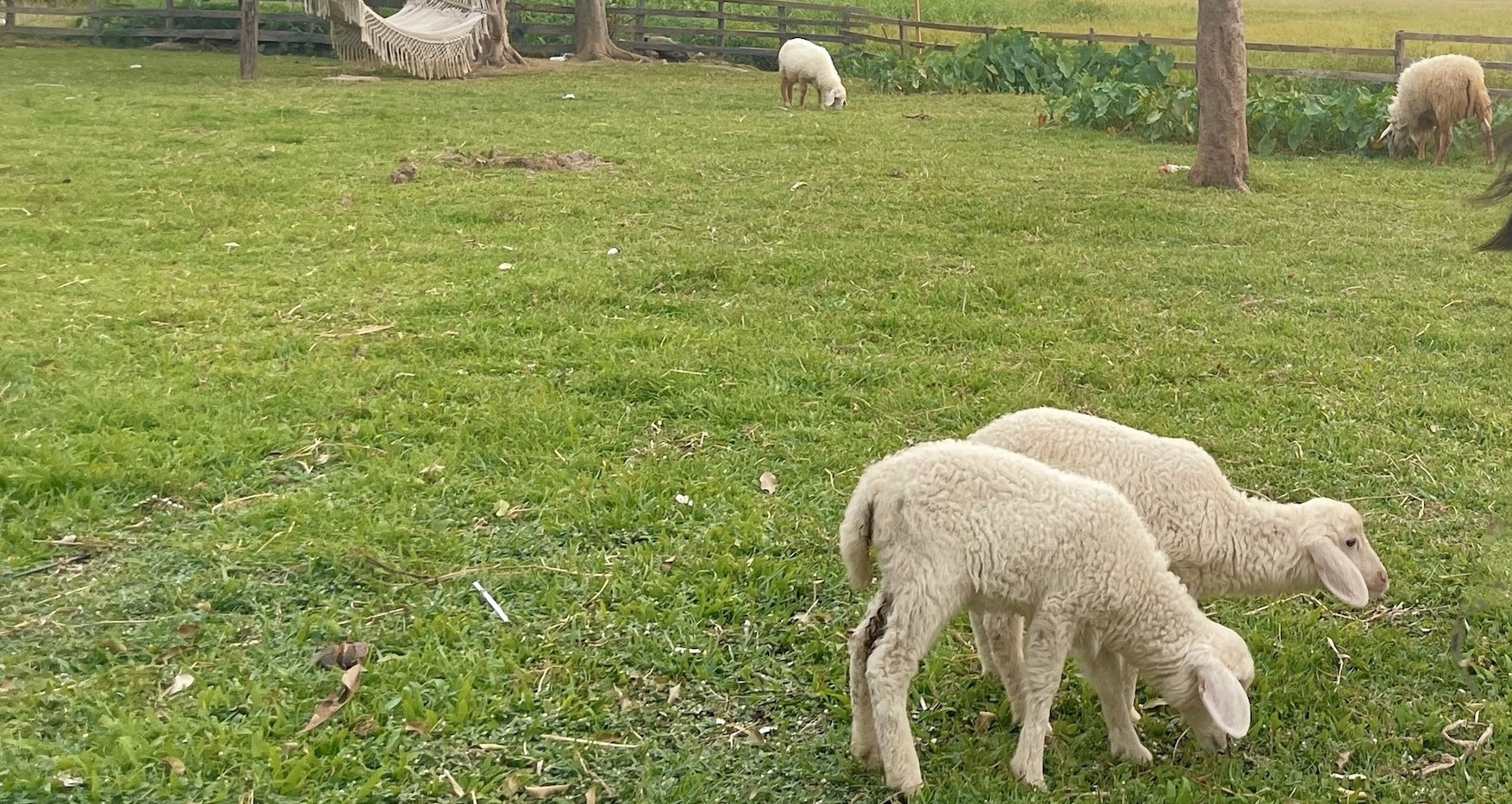 Bộ nói rõ việc cấp sổ đỏ cho đất được giao trái thẩm quyền, chưa xây nhà