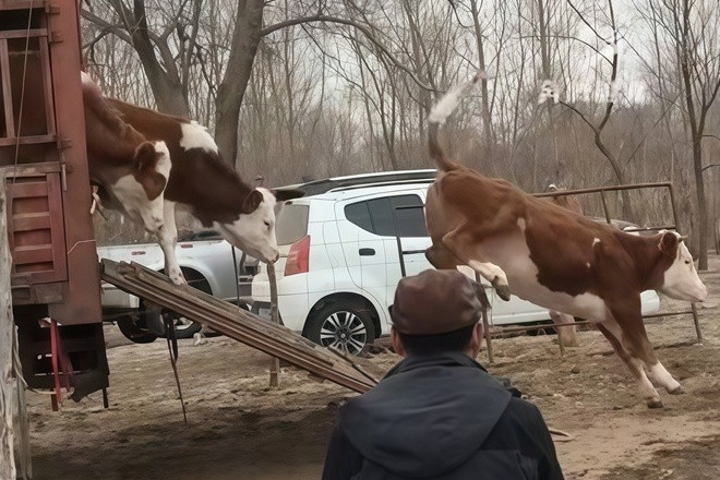 Đoàn người mang 10 con bò, 40 con cừu sang nhà thông gia thăm con gái