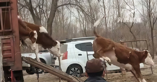 Đoàn người mang 10 con bò, 40 con cừu sang nhà thông gia thăm con gái