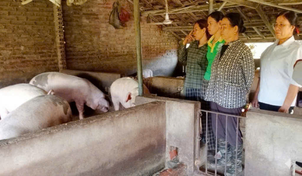 Hội viên Hội Liên hiệp phụ nữ thôn Điền Xá (Đặc khu Vân Đồn) viên tham quan mô hình chăn nuôi lợn thịt của gia đình chị Hà Thị Hương.jpg