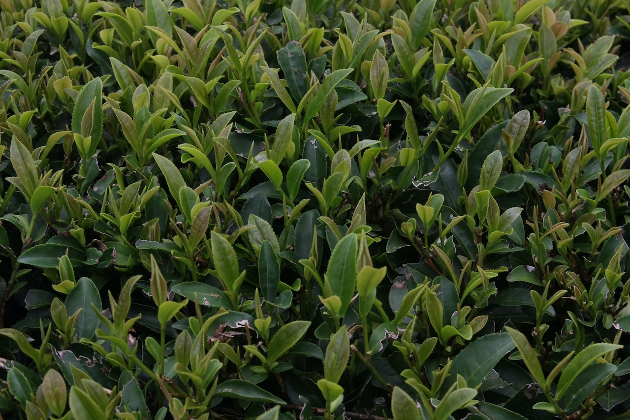 Uống trà xanh trong 8 tuần, cơ thể cải thiện điều này rõ rệt