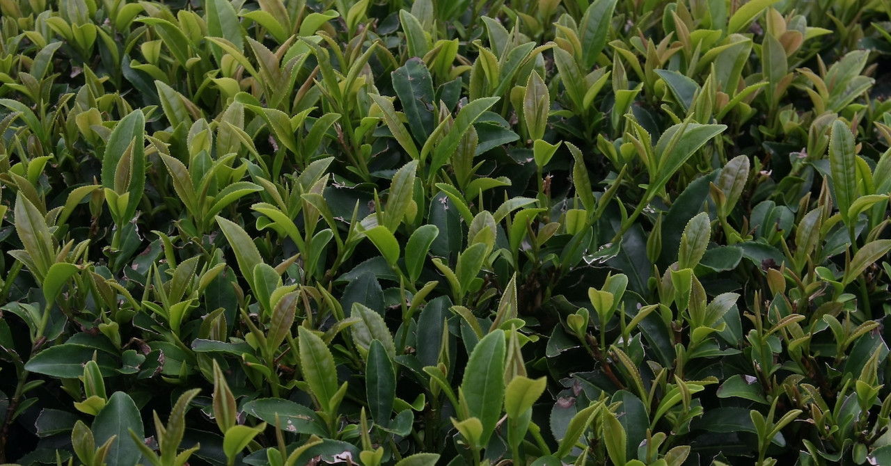 Uống trà xanh trong 8 tuần, cơ thể cải thiện điều này rõ rệt