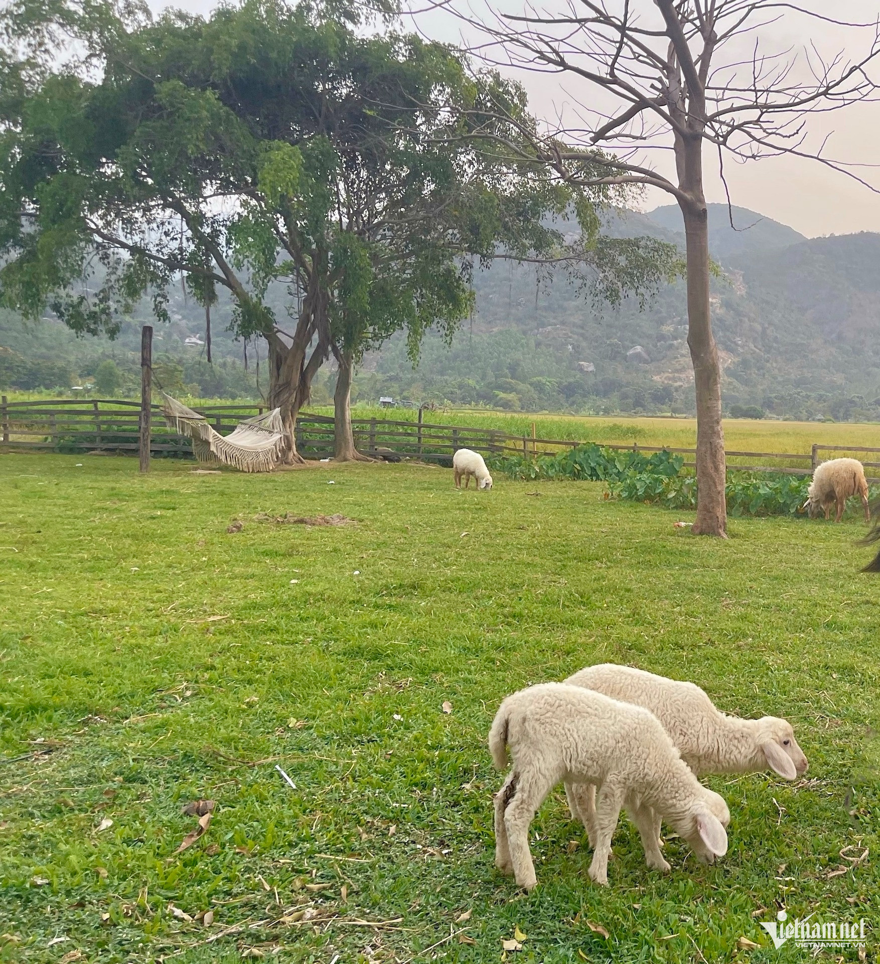 W-so do dat dai vietnamnet.jpg