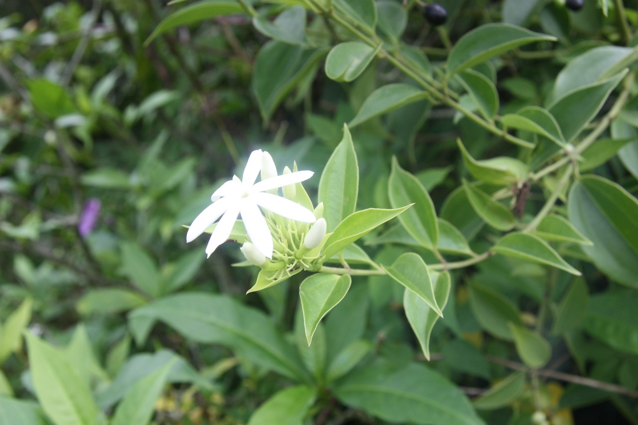  Loại cây mọc hoang hỗ trợ giảm béo nhưng người mắc bệnh này không lạm dụng 