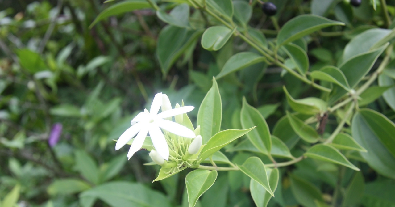 Loại cây mọc hoang hỗ trợ giảm béo nhưng người mắc bệnh này không lạm dụng