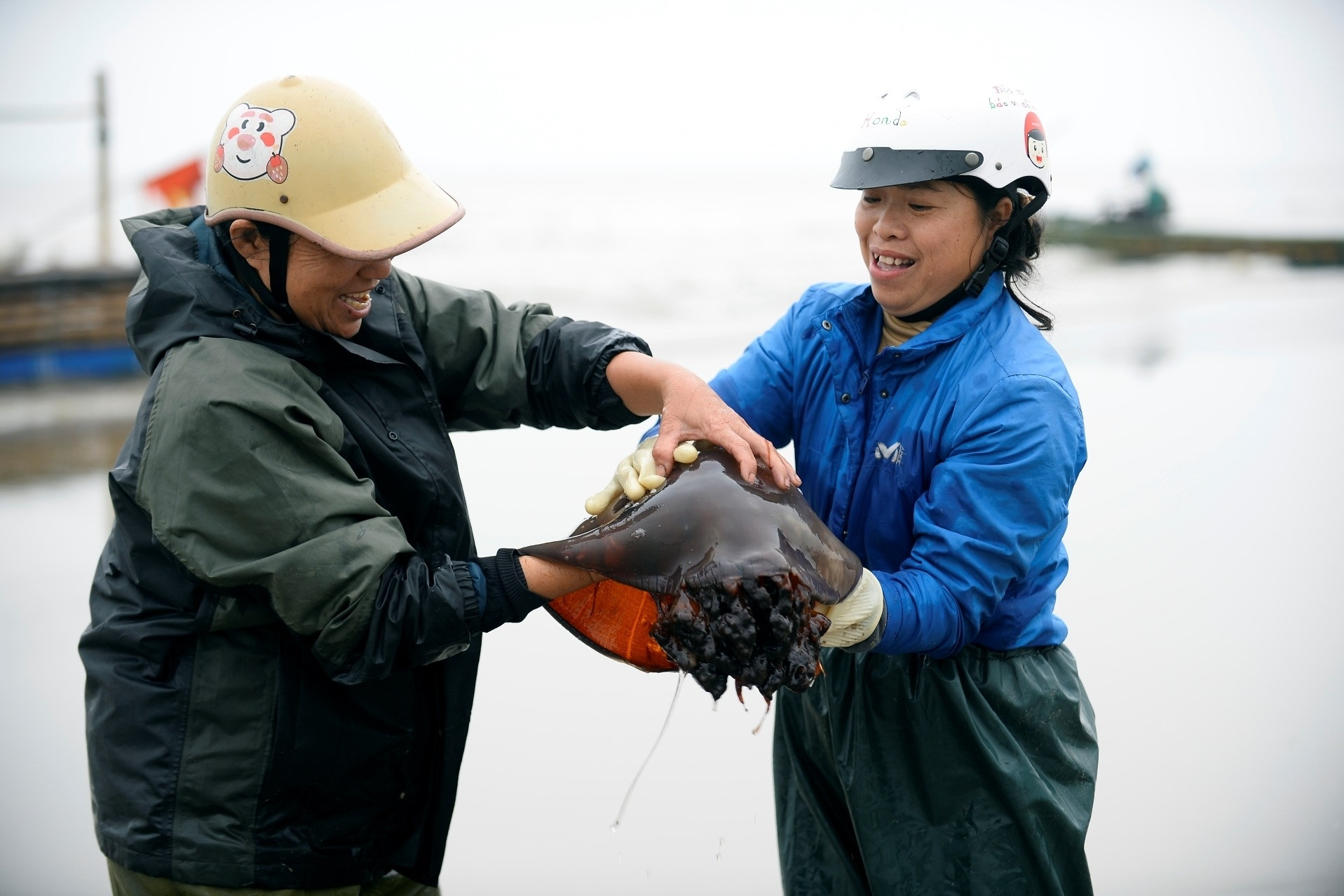 Vớt loài nổi trên biển ăn sần sật, ngư dân ở Thanh Hóa kiếm tiền triệu mỗi ngày