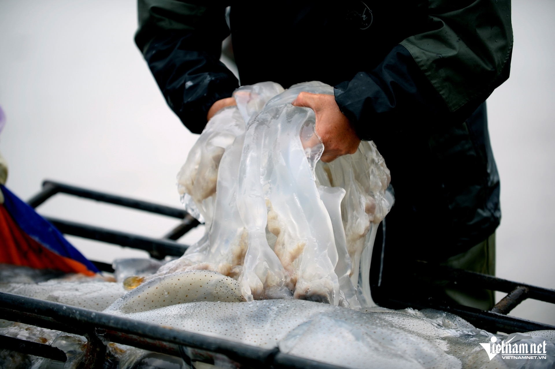 W-a3Vớt loài nổi trên biển ăn sần sật.JPG.jpg