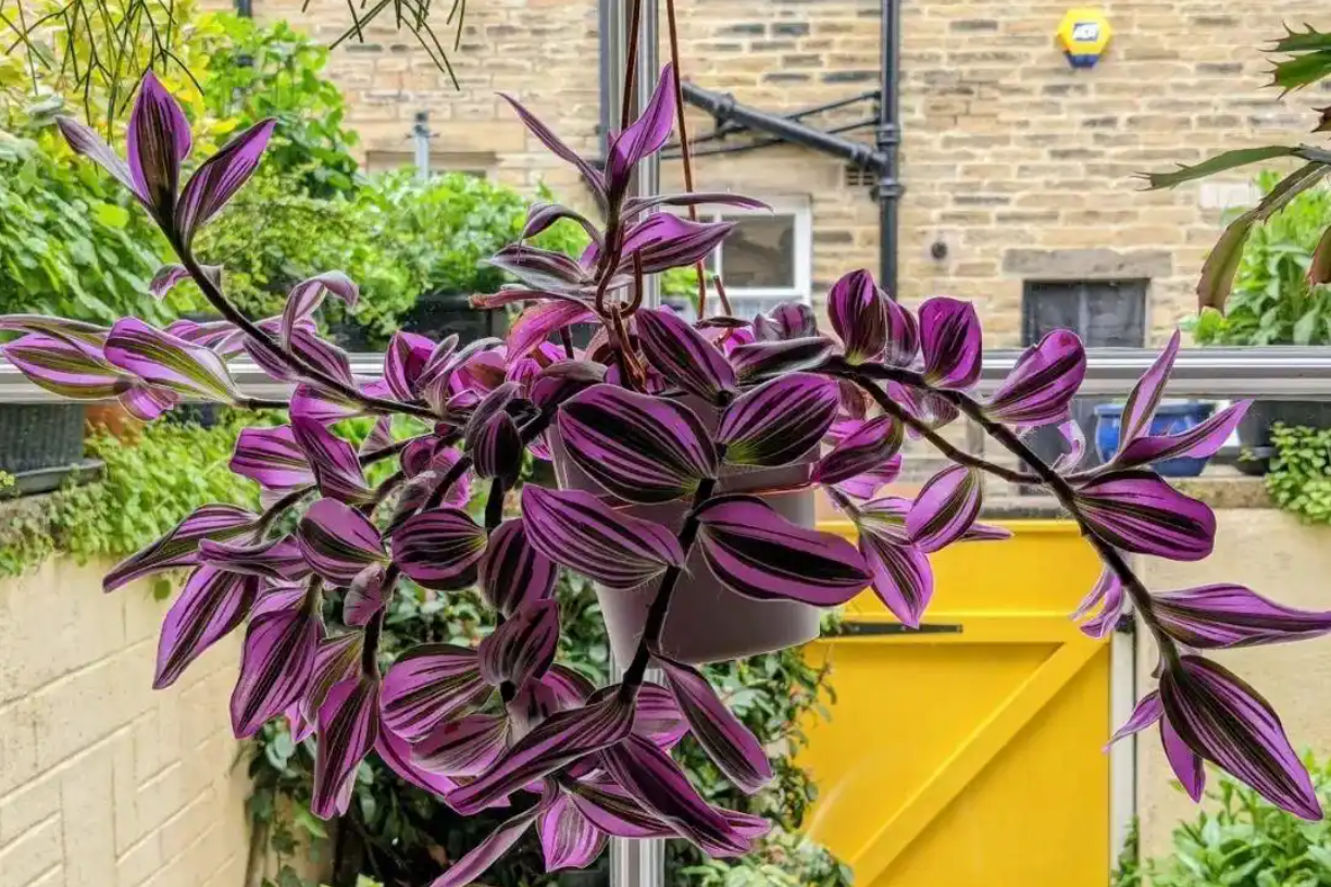  Loài cây như tranh sơn dầu, dễ chăm, càng trồng càng nâng tầm căn hộ 