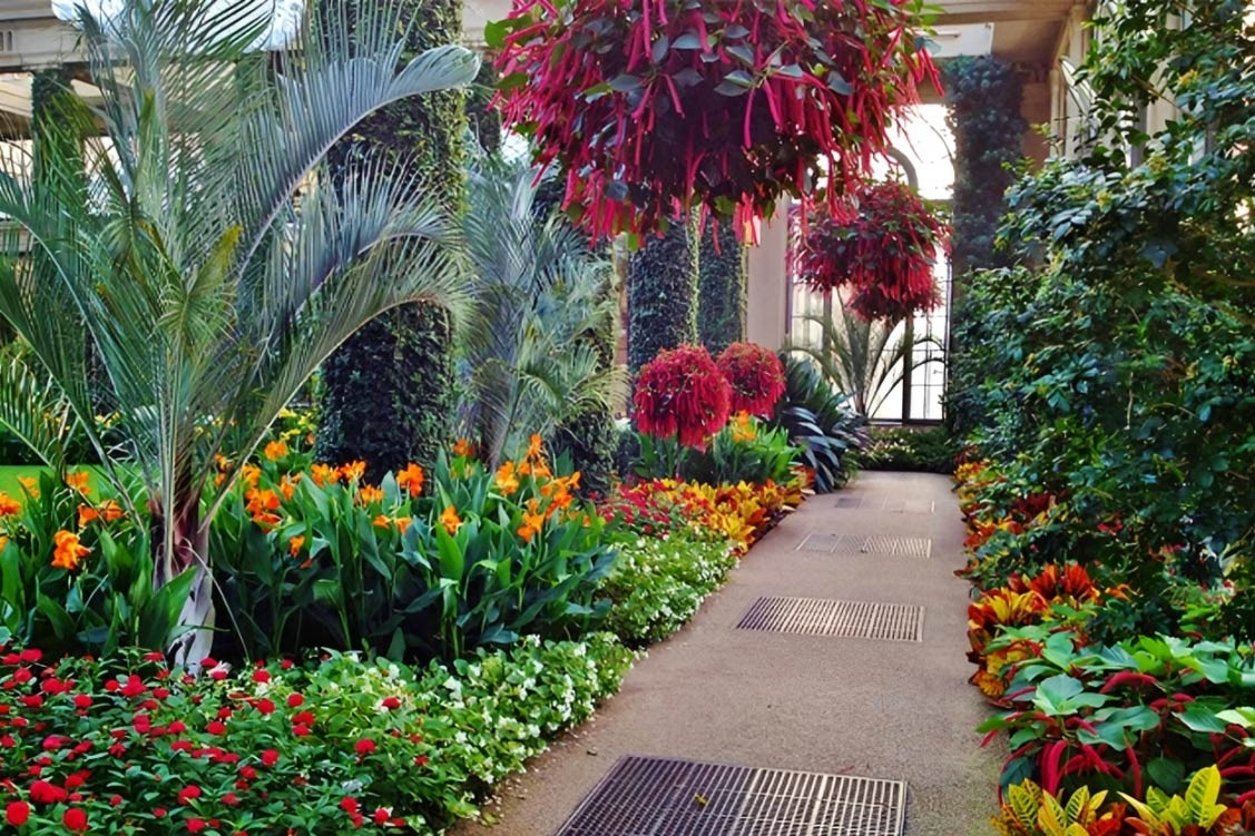 Loài cây rủ mềm như nhung, vừa đẹp mắt vừa hút tài lộc