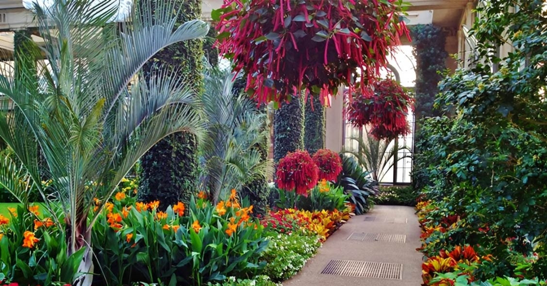 Loài cây rủ mềm như nhung, vừa đẹp mắt vừa hút tài lộc