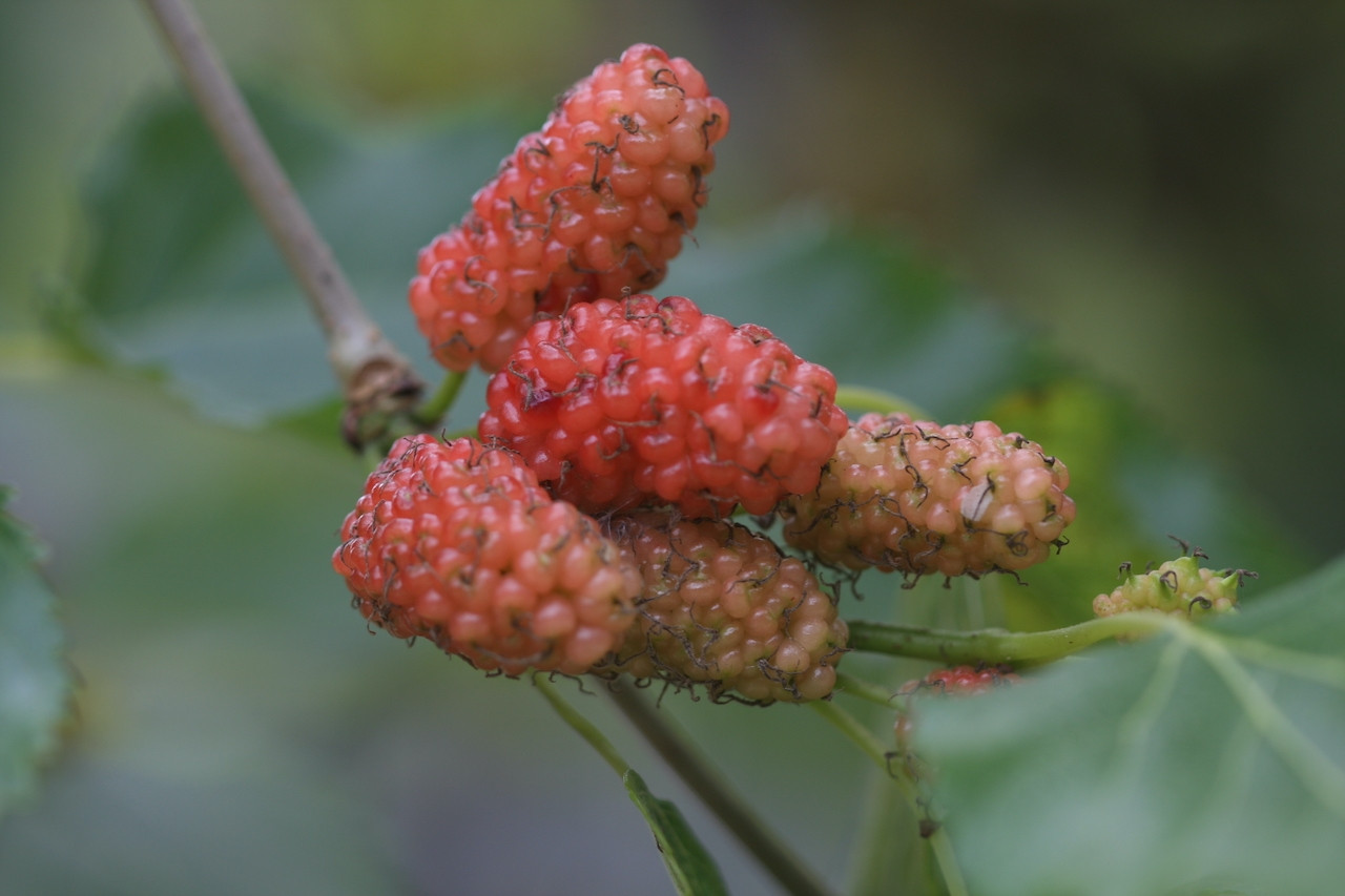 Loại quả vào mùa bán đầy chợ, vừa giải nhiệt vừa tốt cho tim mạch