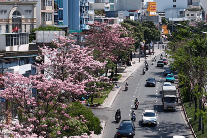 Người dân thích thú ngắm hoa kèn hồng khoe sắc đẹp mắt ở TPHCM