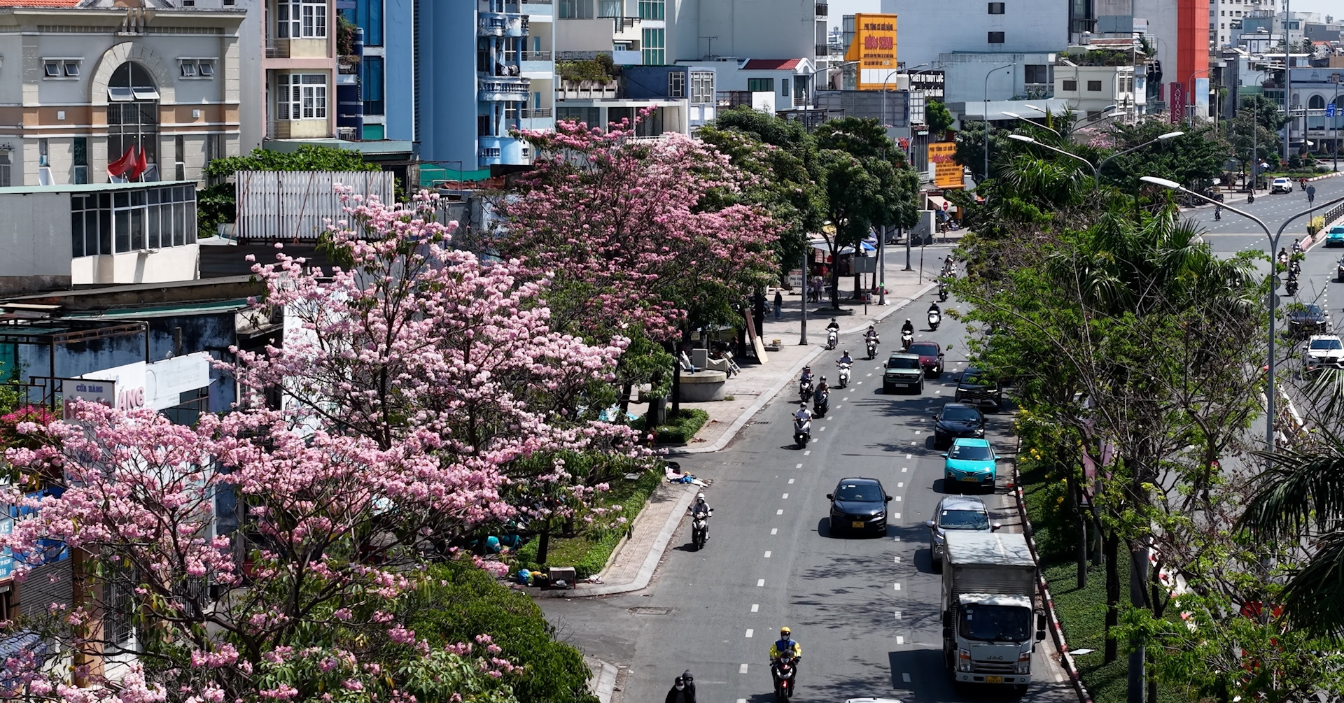 Người dân thích thú ngắm hoa kèn hồng khoe sắc đẹp mắt ở TPHCM