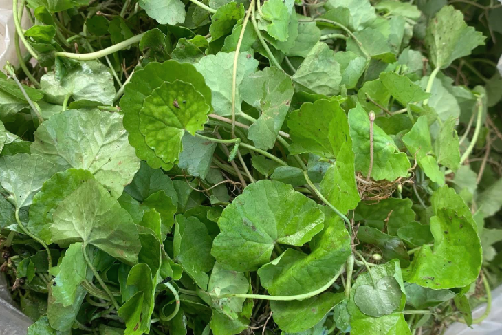 Tác hại của nước rau má, astiso, chanh nếu dùng sai cách