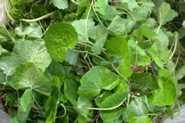 Uống nước chanh trị gout 3 tuần, người đàn ông trẻ phải chống nạng vào viện YwAAAAAAQABAAACAUwAOw==