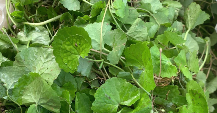 Tác hại của nước rau má, astiso, chanh nếu dùng sai cách