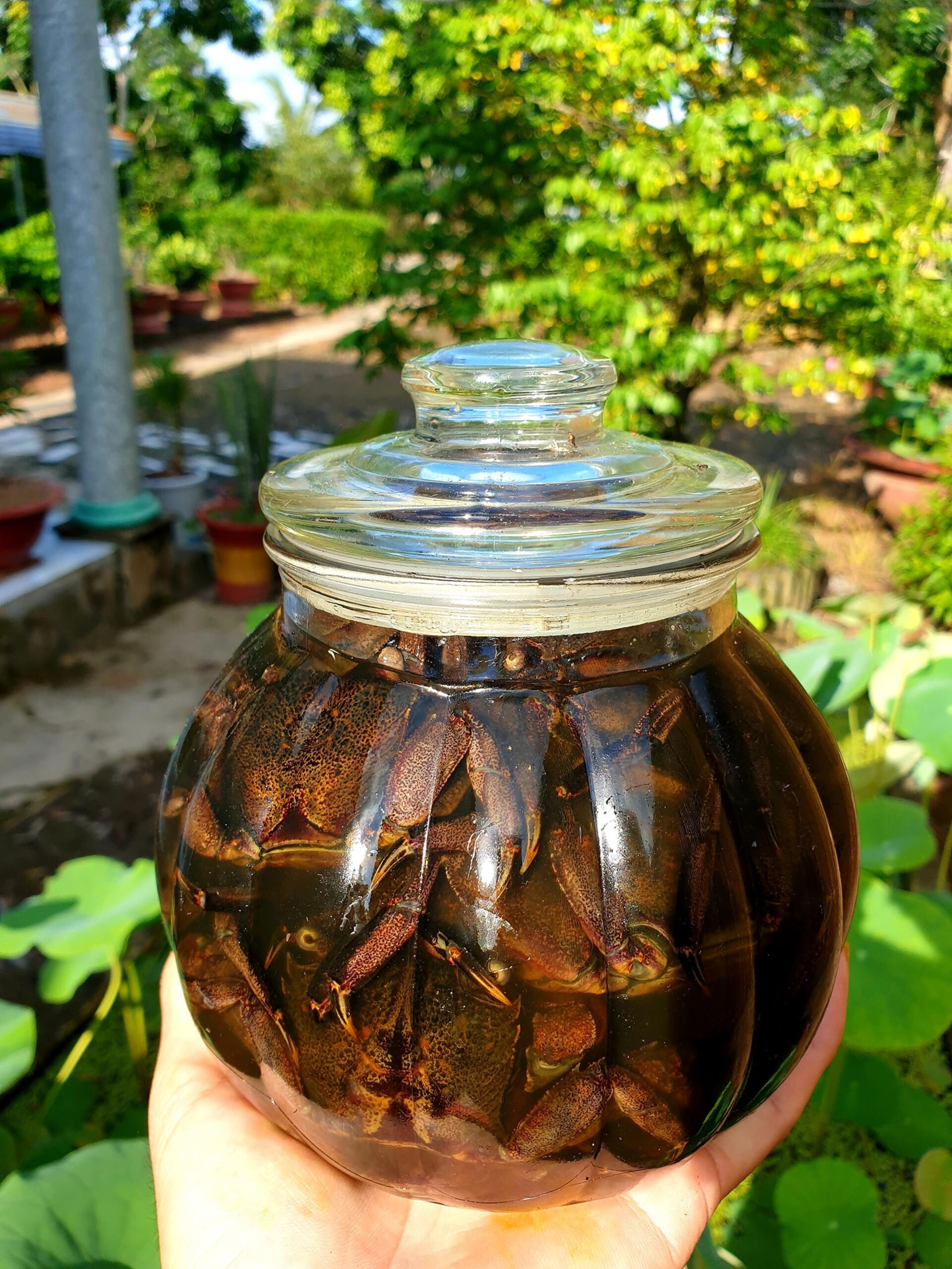 ba khía muối ngoại tý.jpg