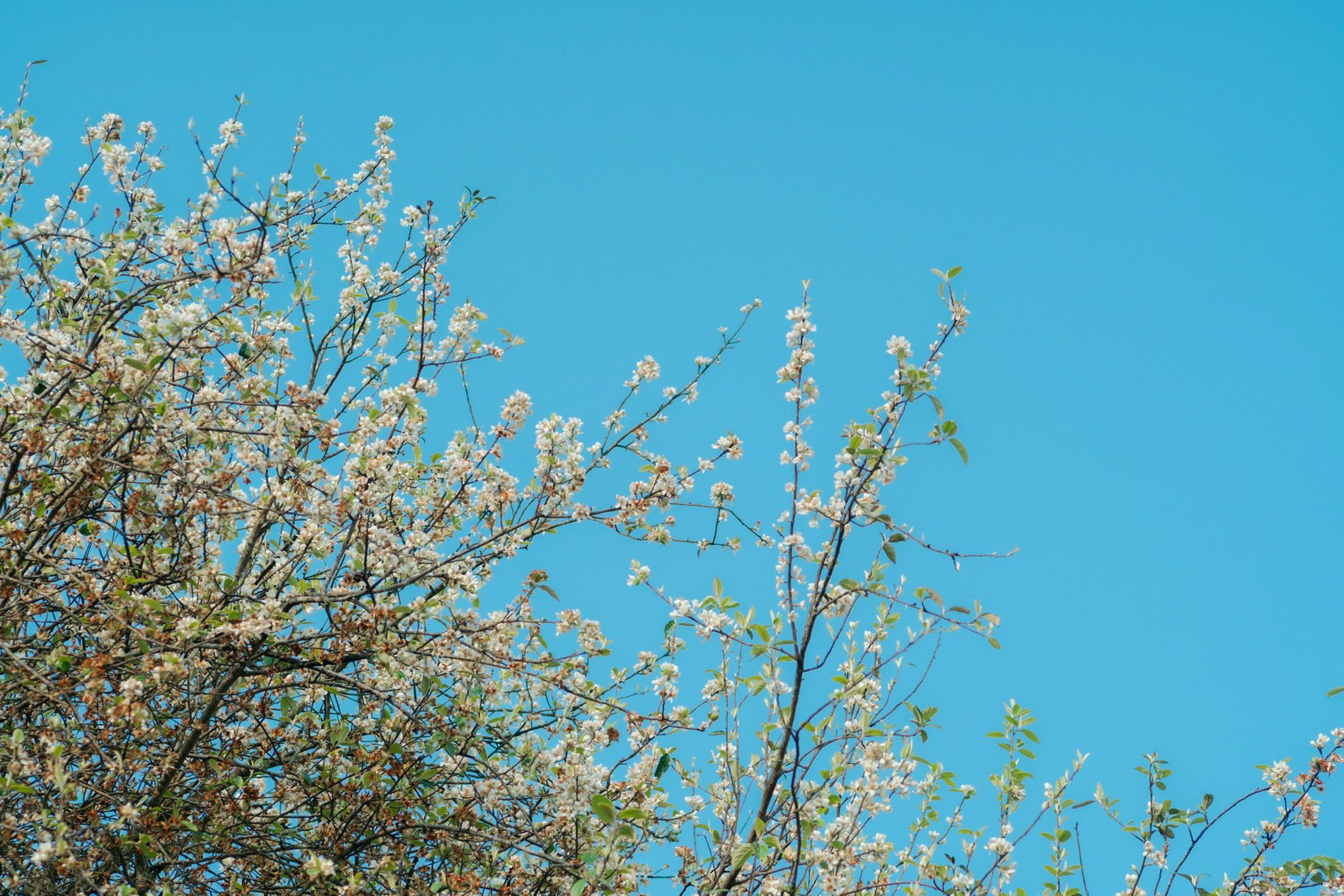 hoa son tra o Son La 9.jpg